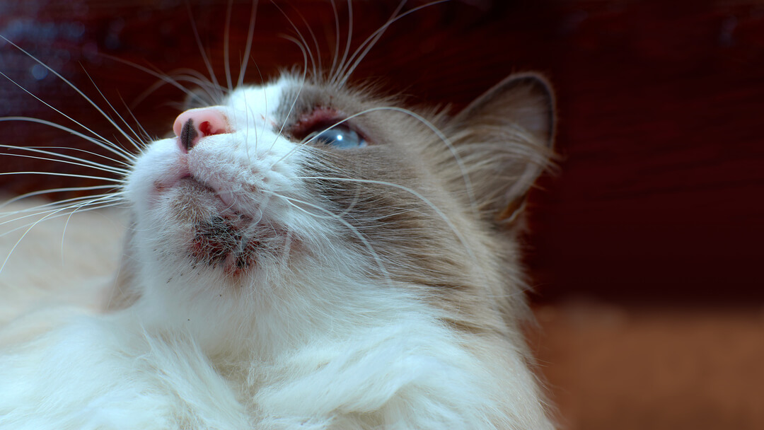 Cat clearance acne treatment